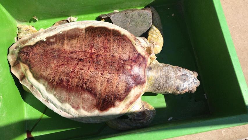 Dalyan Kanalında ölü caretta caretta bulundu