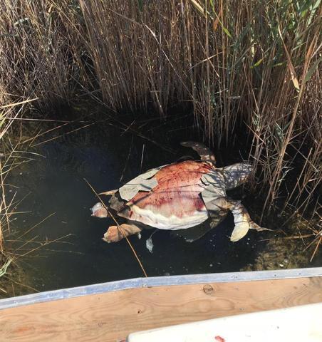 Dalyan Kanalında ölü caretta caretta bulundu