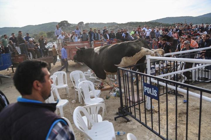 Milasta Boğa Güreşi Festivali