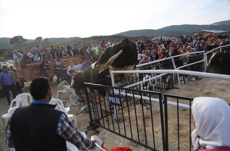 Milasta Boğa Güreşi Festivali