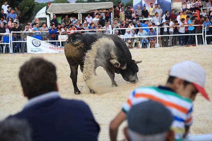 Milasta Boğa Güreşi Festivali