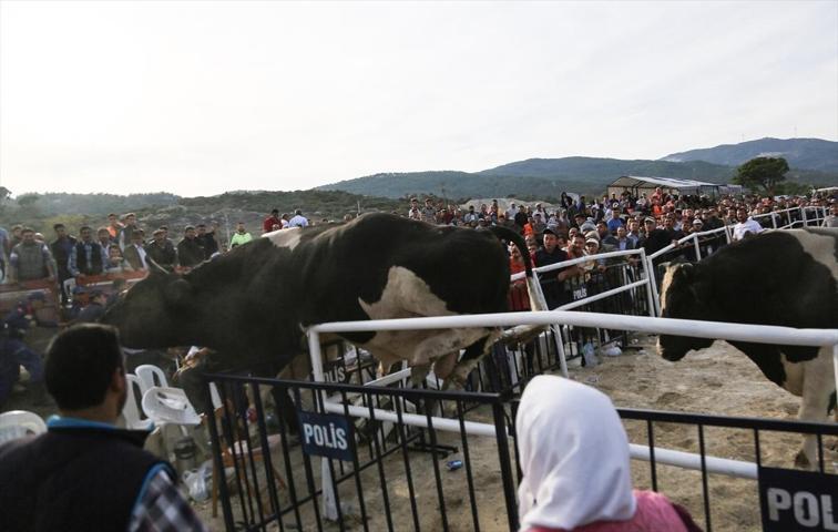 Milasta Boğa Güreşi Festivali
