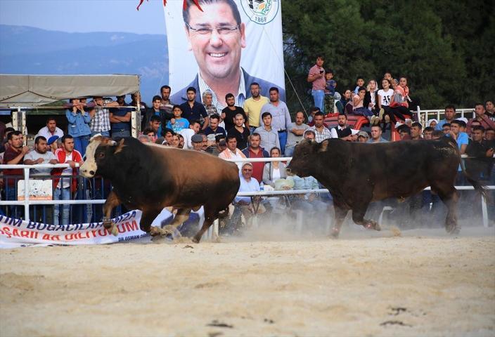 Milasta Boğa Güreşi Festivali
