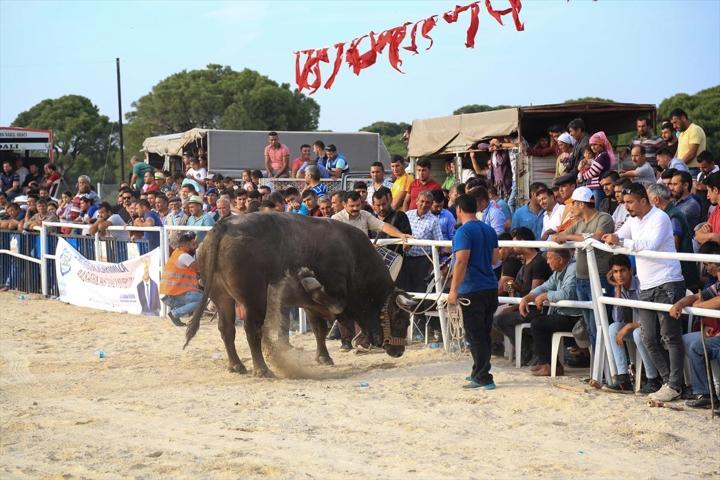 Milasta Boğa Güreşi Festivali