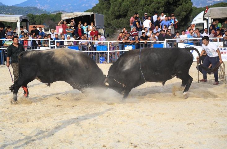 Milasta Boğa Güreşi Festivali