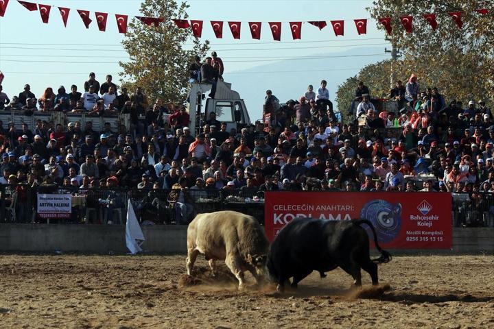 İspanya değil Aydın... Boğa güreşi heyecanı