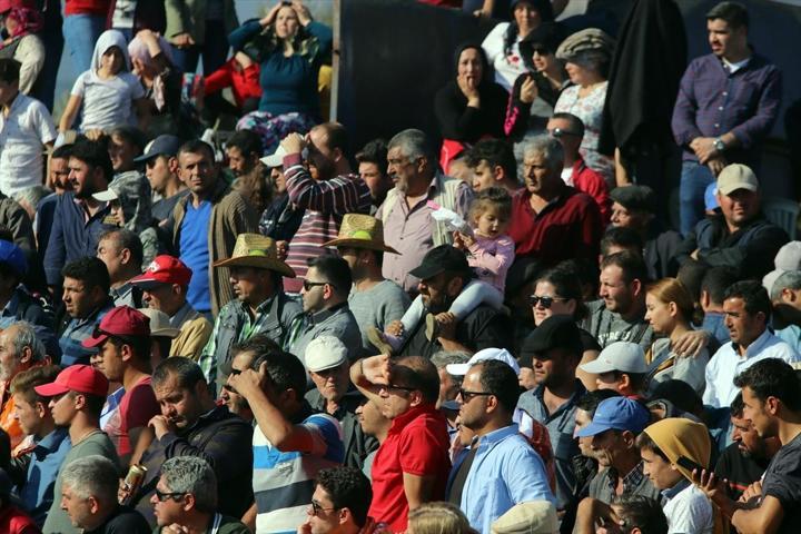 İspanya değil Aydın... Boğa güreşi heyecanı