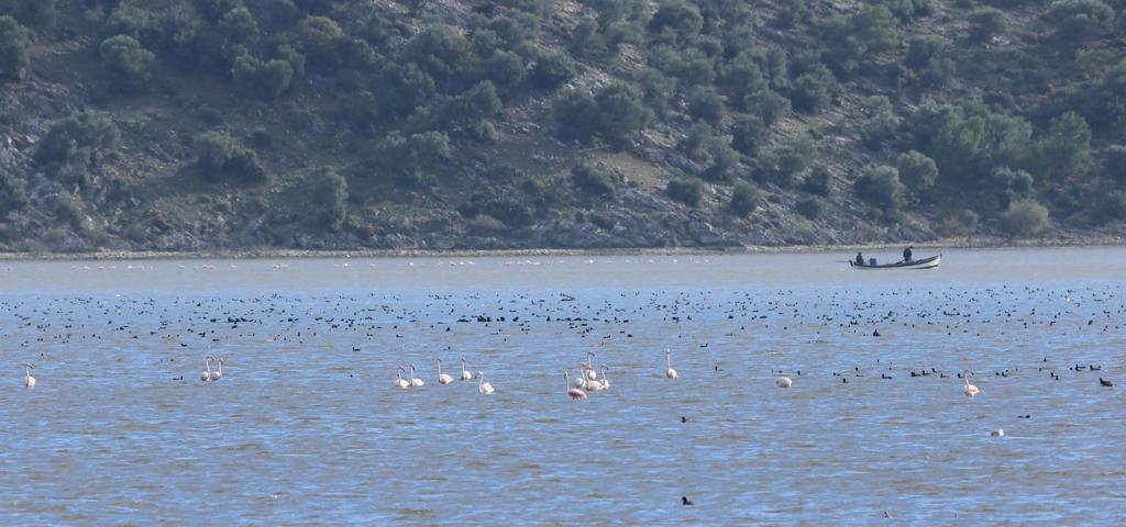 Bafa Gölü yıllar sonra kuş cenneti oldu