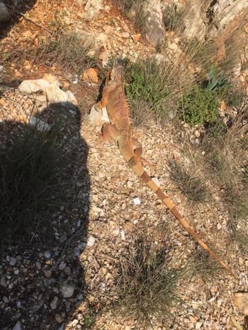 İguananın Bodrum turu yarım kaldı