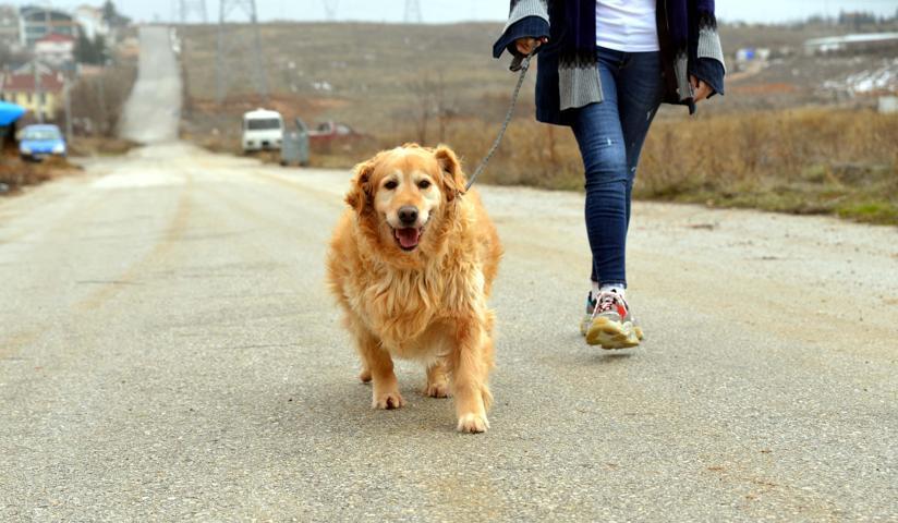 55 kiloya ulaşan Paşa koşu bandında zayıflıyor