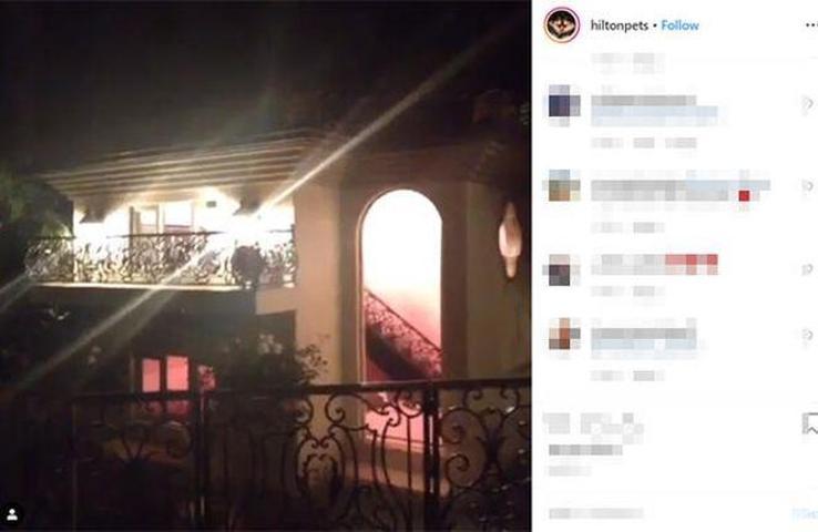 Paris Hiltonun köpekleri malikanede yaşıyor