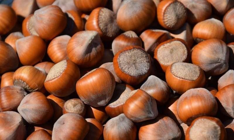 Fındığın bilinmeyen bir yararı daha ortaya çıktı