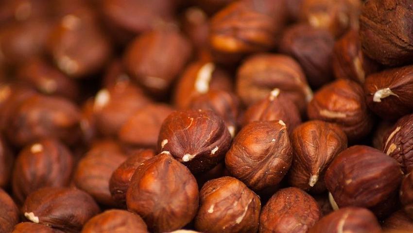 Fındığın bilinmeyen bir yararı daha ortaya çıktı
