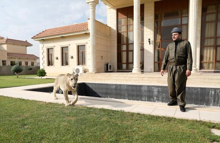 Çocuklarından ayrı tutmadığı aslanı evinde besliyor