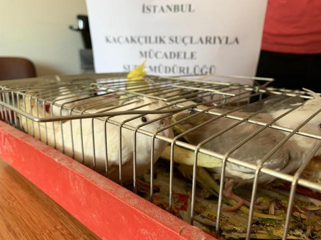 Mahmutbey gişelerde otomobil bagajında 45 papağan ele geçirildi