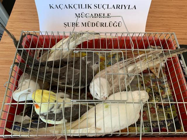 Mahmutbey gişelerde otomobil bagajında 45 papağan ele geçirildi