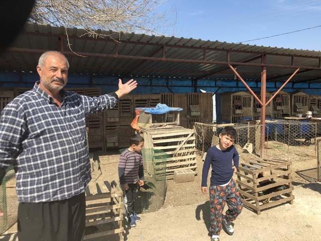 Araba fiyatına horoz satışı Arapların gözdesi oldu