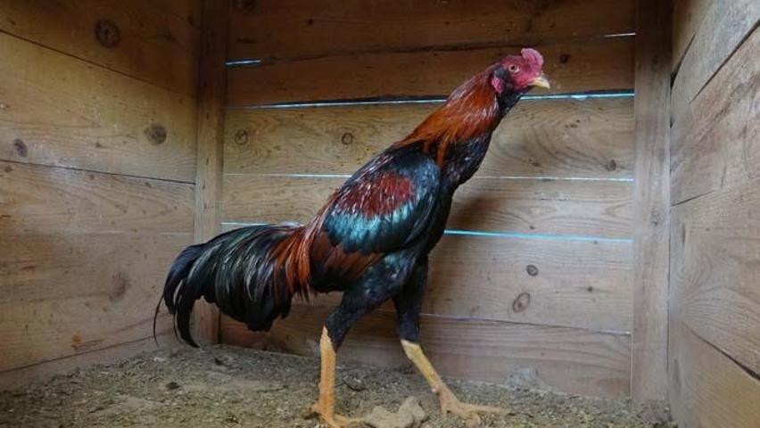 Araba fiyatına horoz satışı Arapların gözdesi oldu