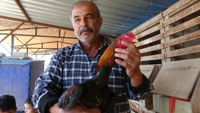 Araba fiyatına horoz satışı Arapların gözdesi oldu