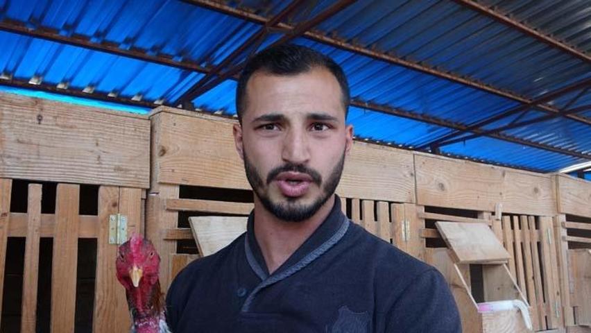 Araba fiyatına horoz satışı Arapların gözdesi oldu