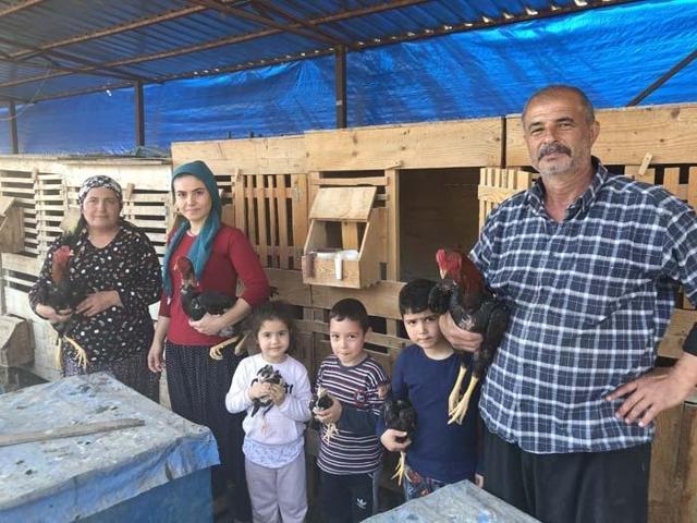 Araba fiyatına horoz satışı Arapların gözdesi oldu