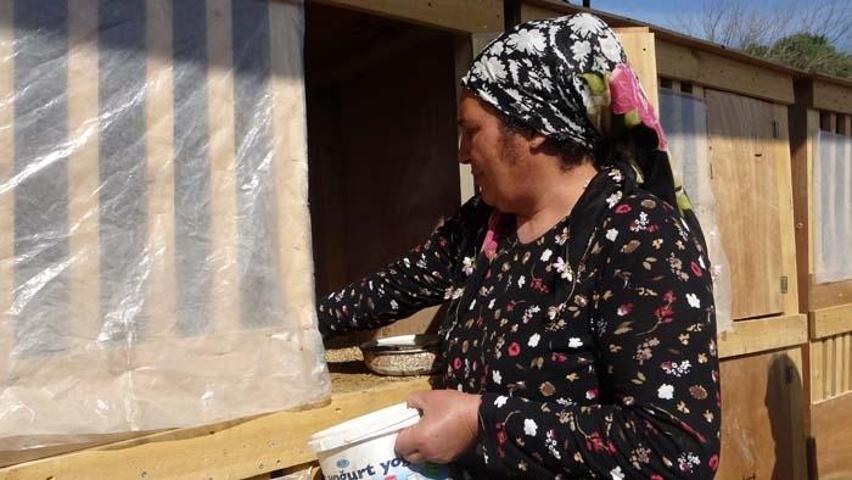 Araba fiyatına horoz satışı Arapların gözdesi oldu