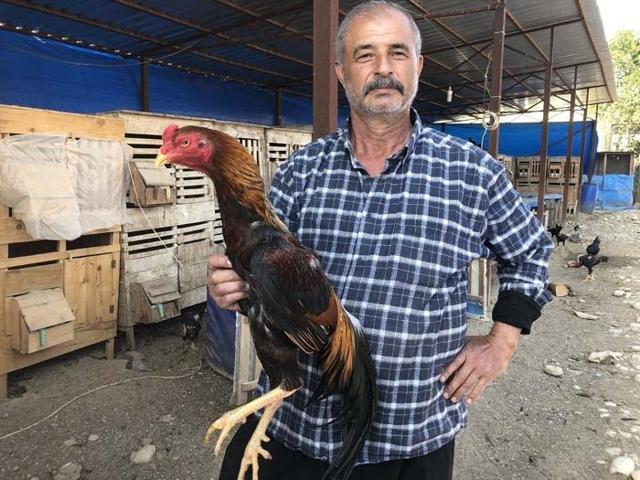 Araba fiyatına horoz satışı Arapların gözdesi oldu