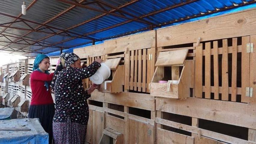 Araba fiyatına horoz satışı Arapların gözdesi oldu