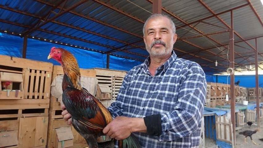 Araba fiyatına horoz satışı Arapların gözdesi oldu
