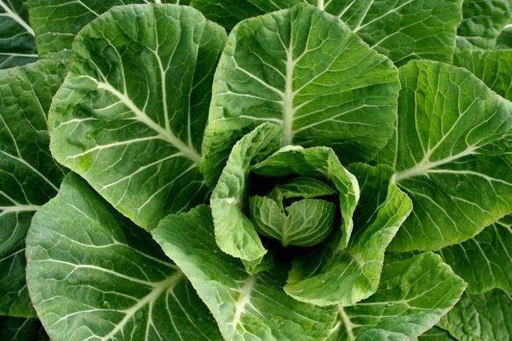 Vücuttan toksinleri atıyor, virüslerle savaşıyor