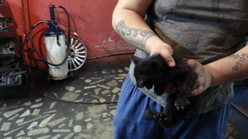 Kamyonetin kaputuna giren yavru kedi, 8 saatte kurtarıldı