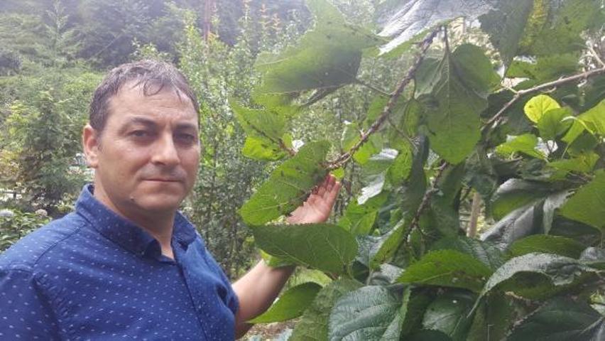Karadenizde zararlı kelebek tehlikesi