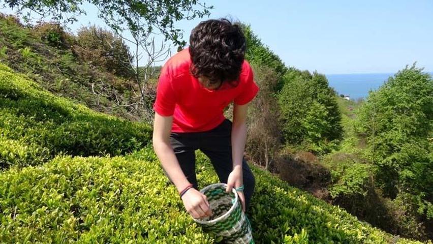 Şifa deposu beyaz çay kilosu 4 bin 500 TLden satılıyor