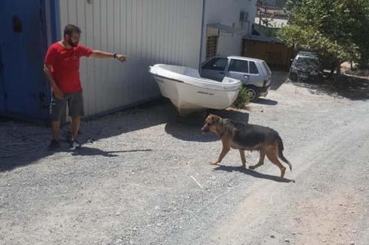Tersane işçilerinin beslediği köpek, insana ait kafatası buldu