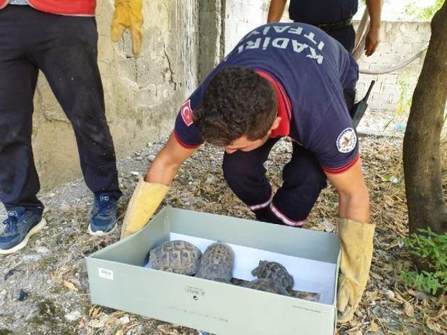 Bahçede mahsur kalan 50 kaplumbağayı itfaiye kurtardı