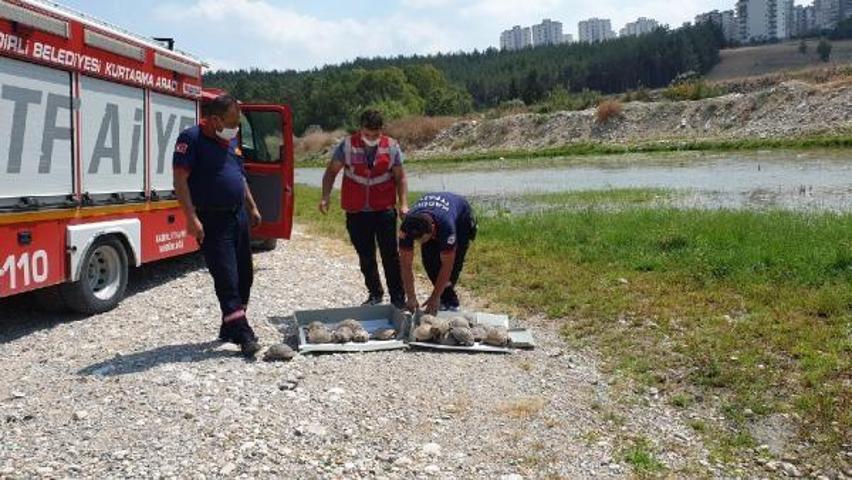 Bahçede mahsur kalan 50 kaplumbağayı itfaiye kurtardı