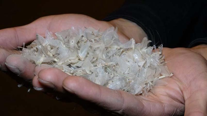 Ölüm dansı başladı