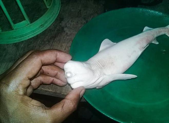 Tek gözlü köpek balığı görenleri şaşkına çevirdi