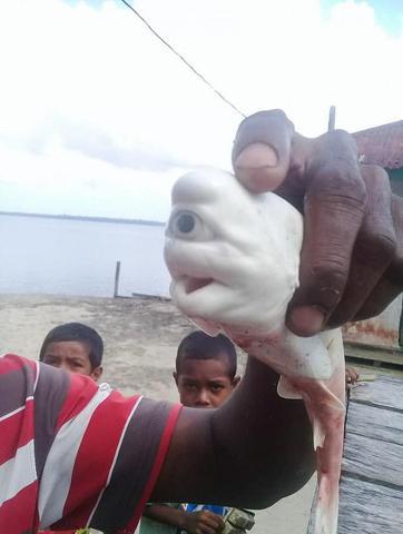 Tek gözlü köpek balığı görenleri şaşkına çevirdi