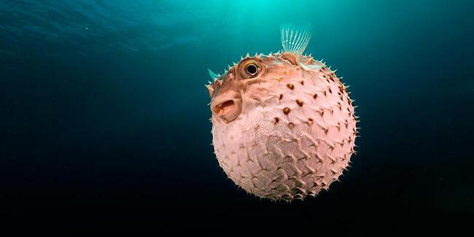 Balon balığında 30 insanı öldürecek toksin var