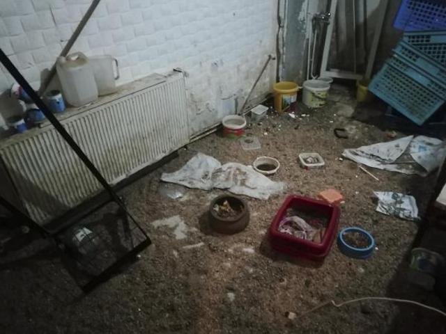 Ankarada petshopa baskın: 19 hayvana el konuldu