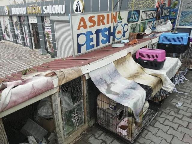 Ankarada petshopa baskın: 19 hayvana el konuldu