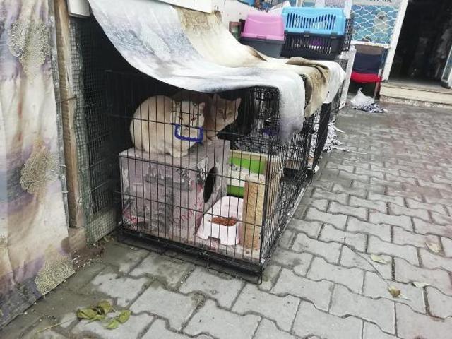 Ankarada petshopa baskın: 19 hayvana el konuldu