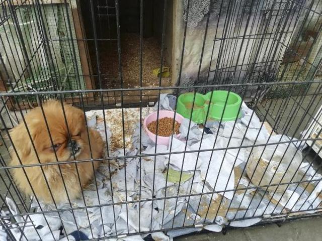 Ankarada petshopa baskın: 19 hayvana el konuldu