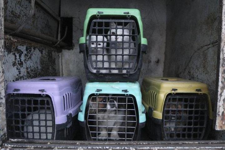 Ankarada petshopa baskın: 19 hayvana el konuldu