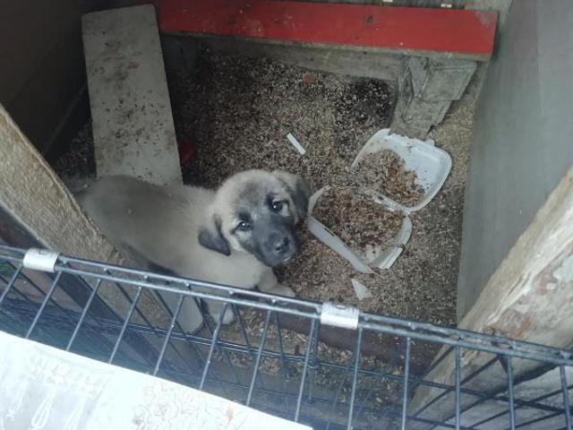 Ankarada petshopa baskın: 19 hayvana el konuldu