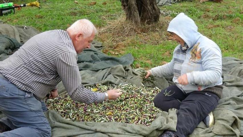 Zeytinde büyük hile; Karartmak için metal, çabuk olması için kostik kullanıyorlar