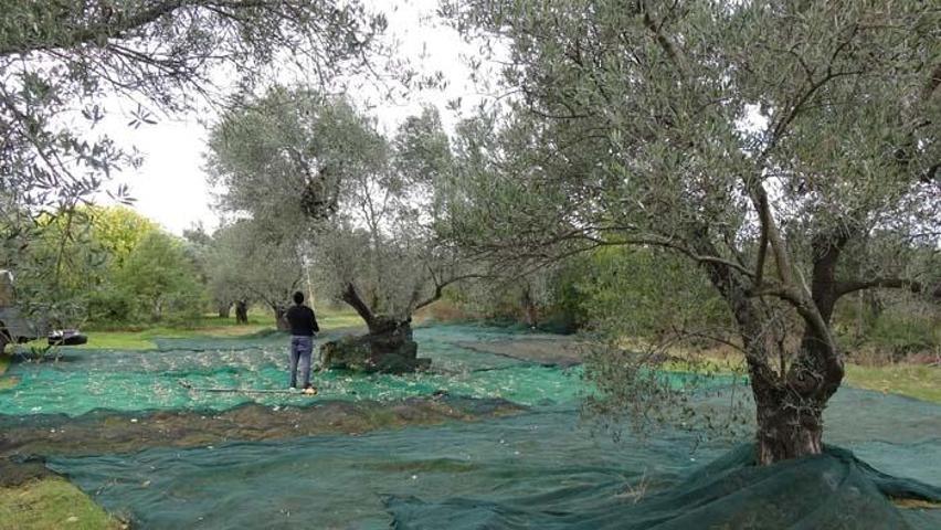 Zeytinde büyük hile; Karartmak için metal, çabuk olması için kostik kullanıyorlar