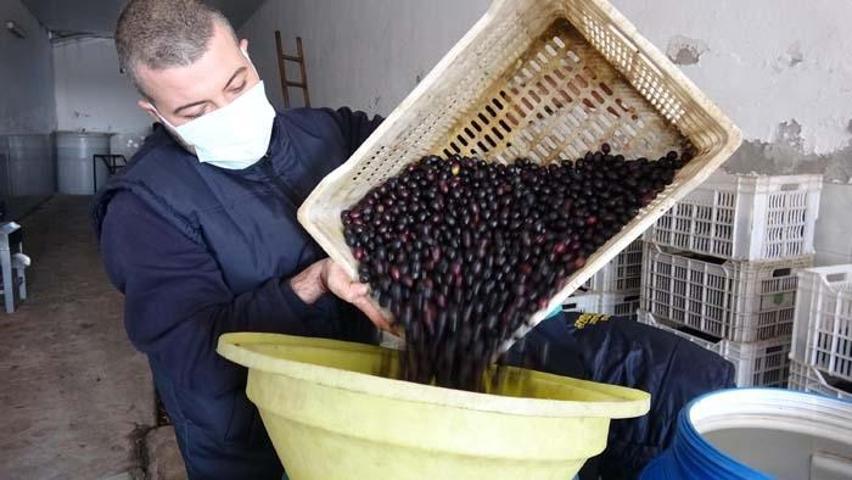 Zeytinde büyük hile; Karartmak için metal, çabuk olması için kostik kullanıyorlar