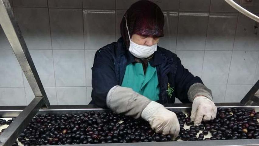 Zeytinde büyük hile; Karartmak için metal, çabuk olması için kostik kullanıyorlar